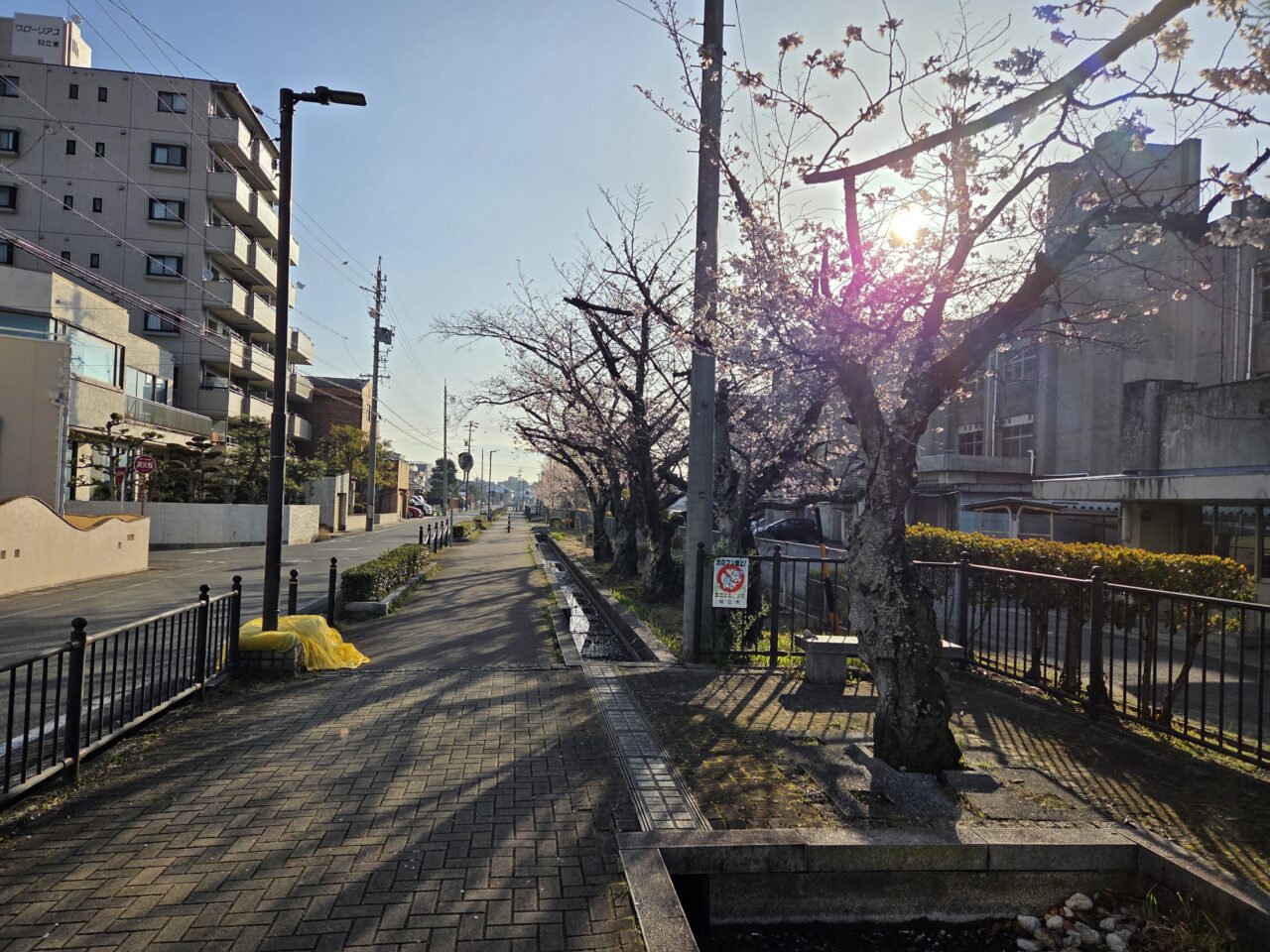 知立中学校桜並木