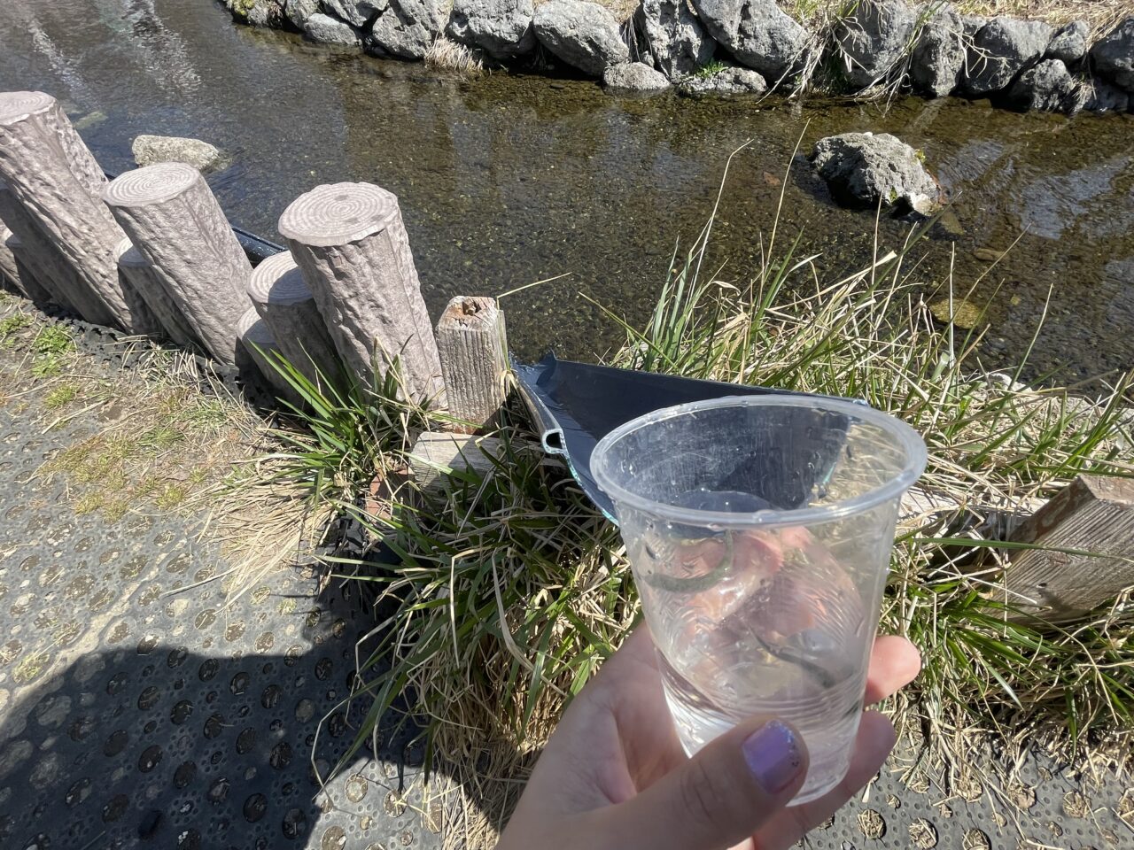 サケの稚魚の放流
