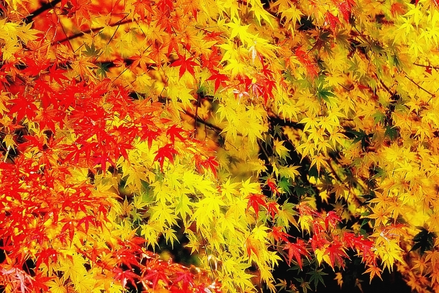 紅葉