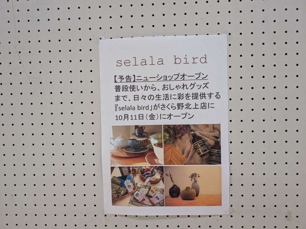 selala　bird