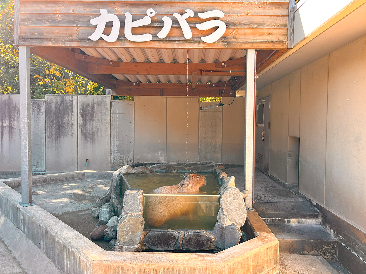 capybara bath_01