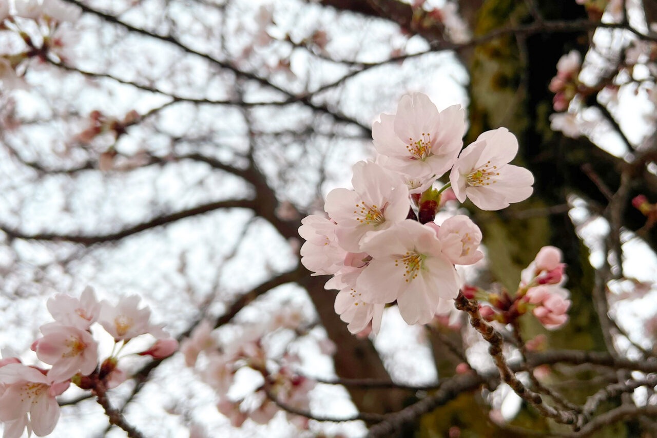 simobayashi-sakura_04