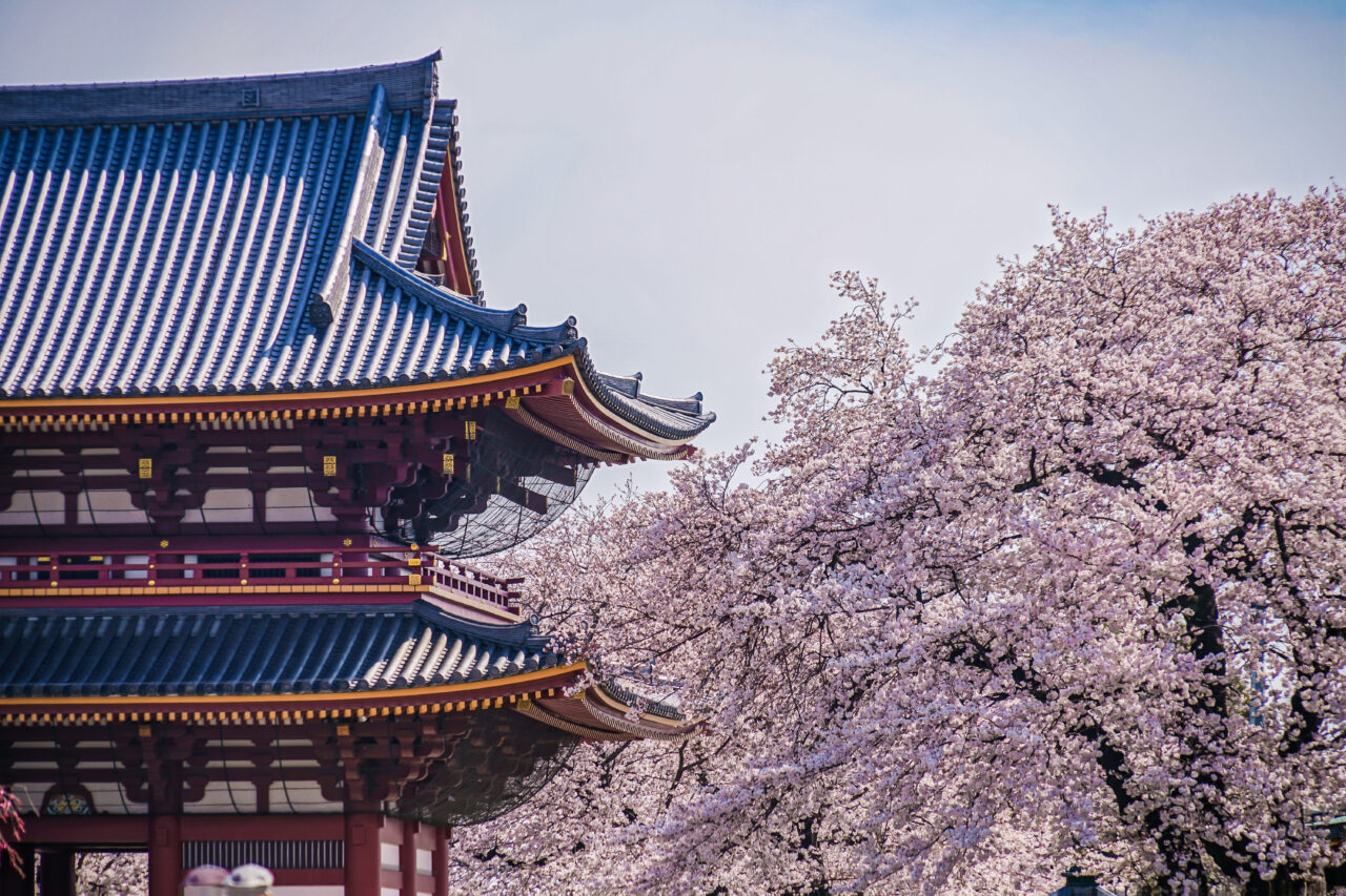 お寺と桜