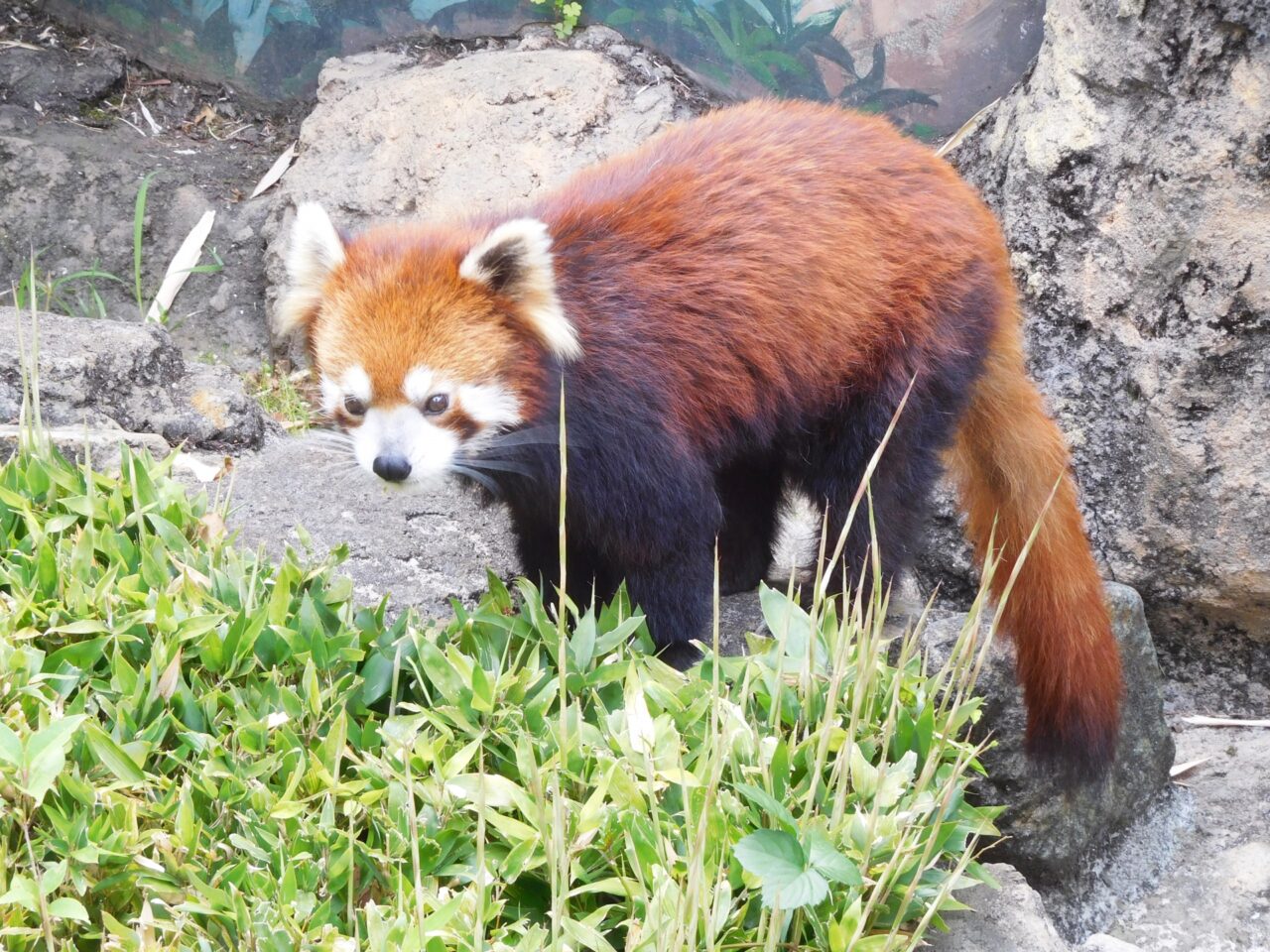 2025年6月 Hinotonton Zoo