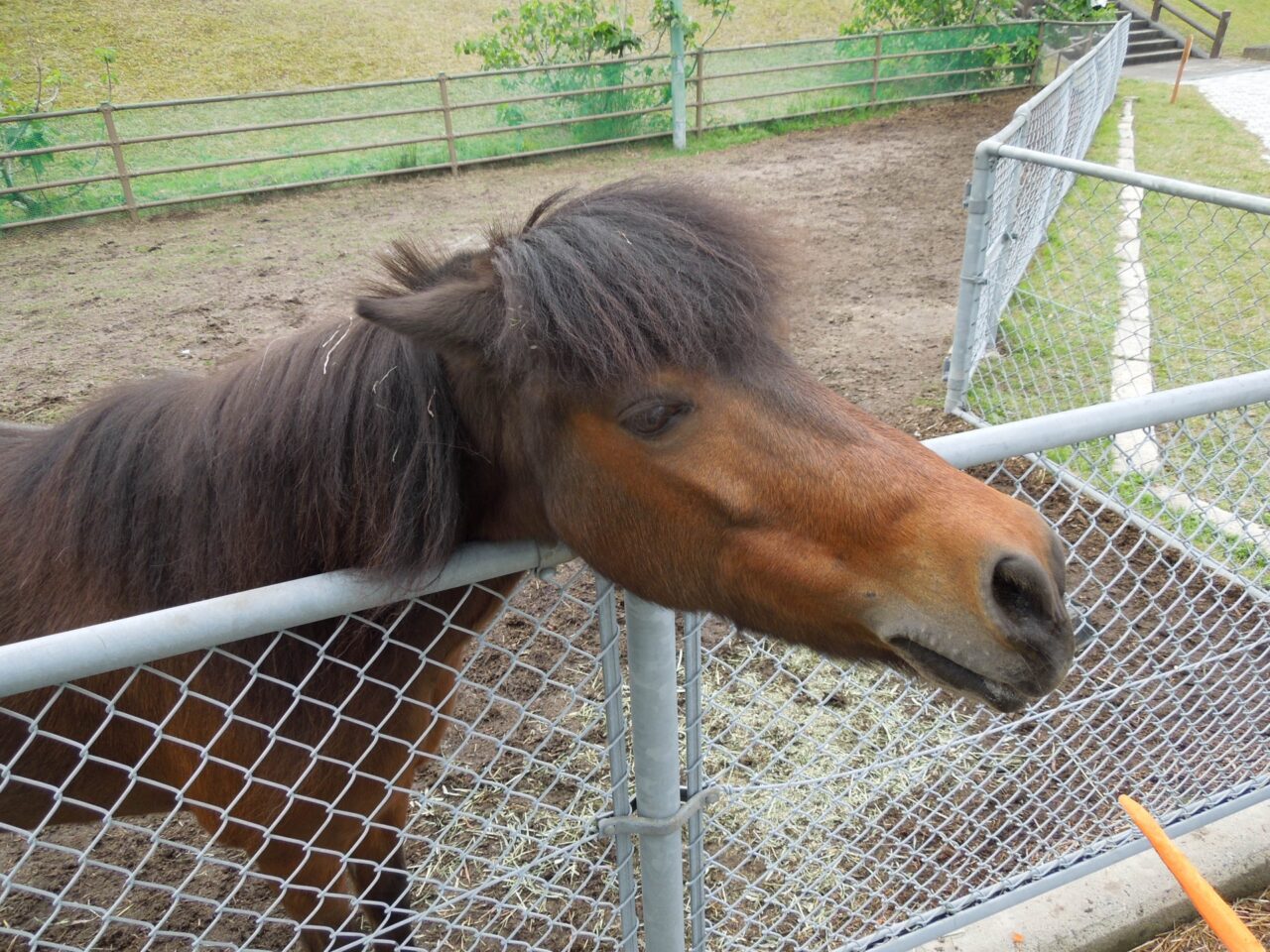 2025年9月 動物ふれあいフェスタ 3