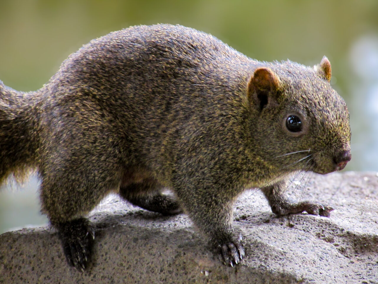 25年10月 クリハラリス