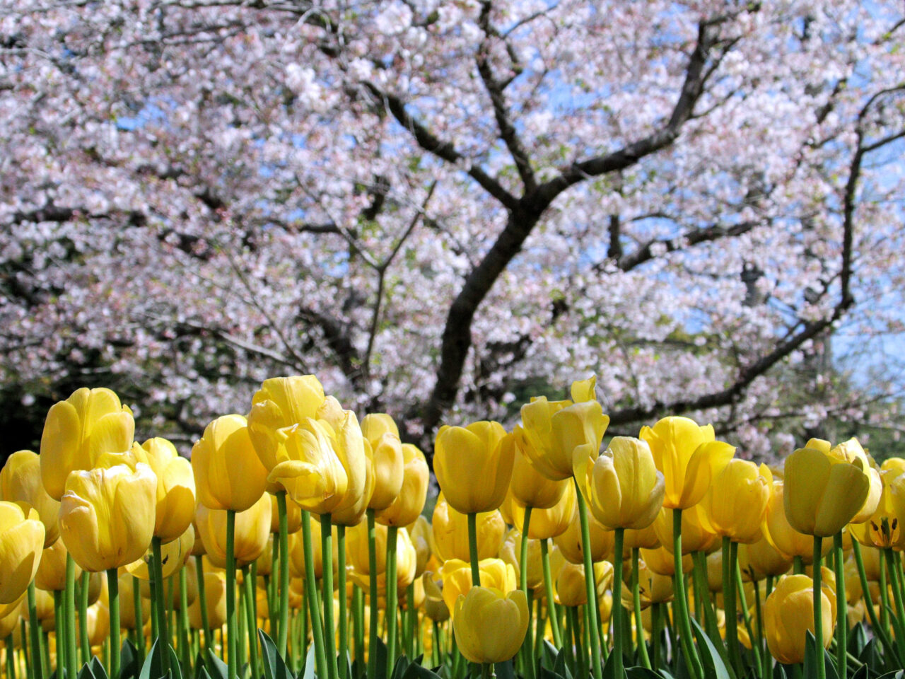 2026年2月 はむら花と水のまつり Tulips and cherry blossoms