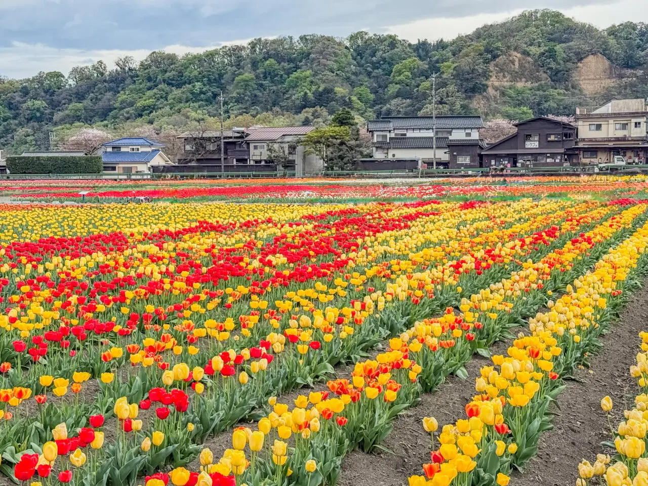 と水のまつり 2026 2026年4月 はむら花と水のまつり 2026 public relations 2