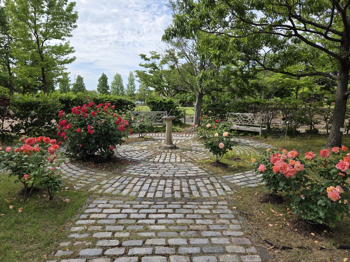 フレンドシップガーデン小松市役所前のバラ