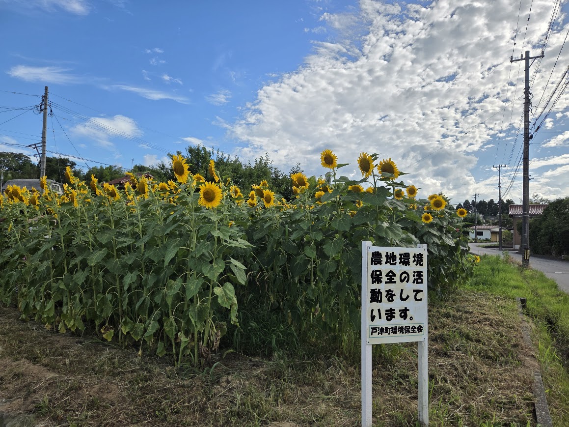 ７月戸津町ひまわり