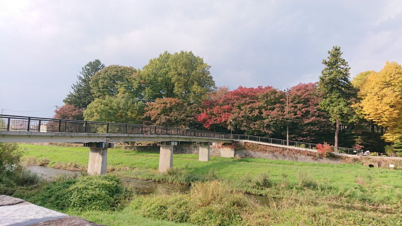 毘沙門橋から見える紅葉状況（20251028）