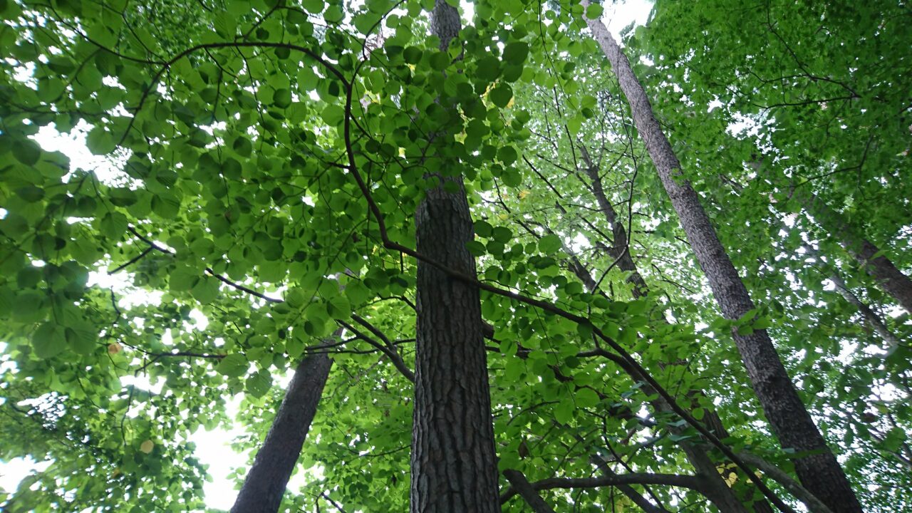 盛岡城跡公園の緑が美しい木々