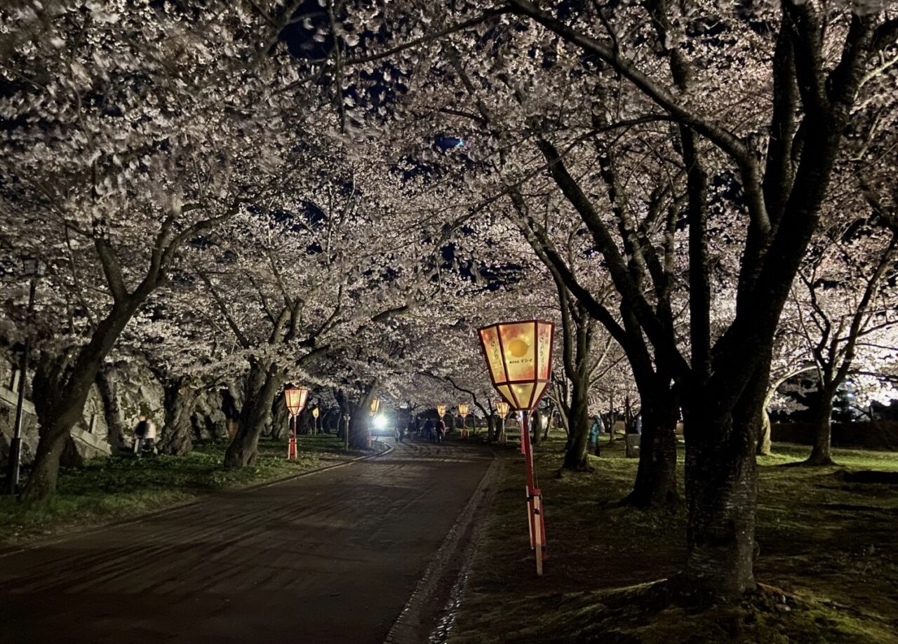 盛岡城跡公園さくら祭りさくらのが並んで咲いている様子2604