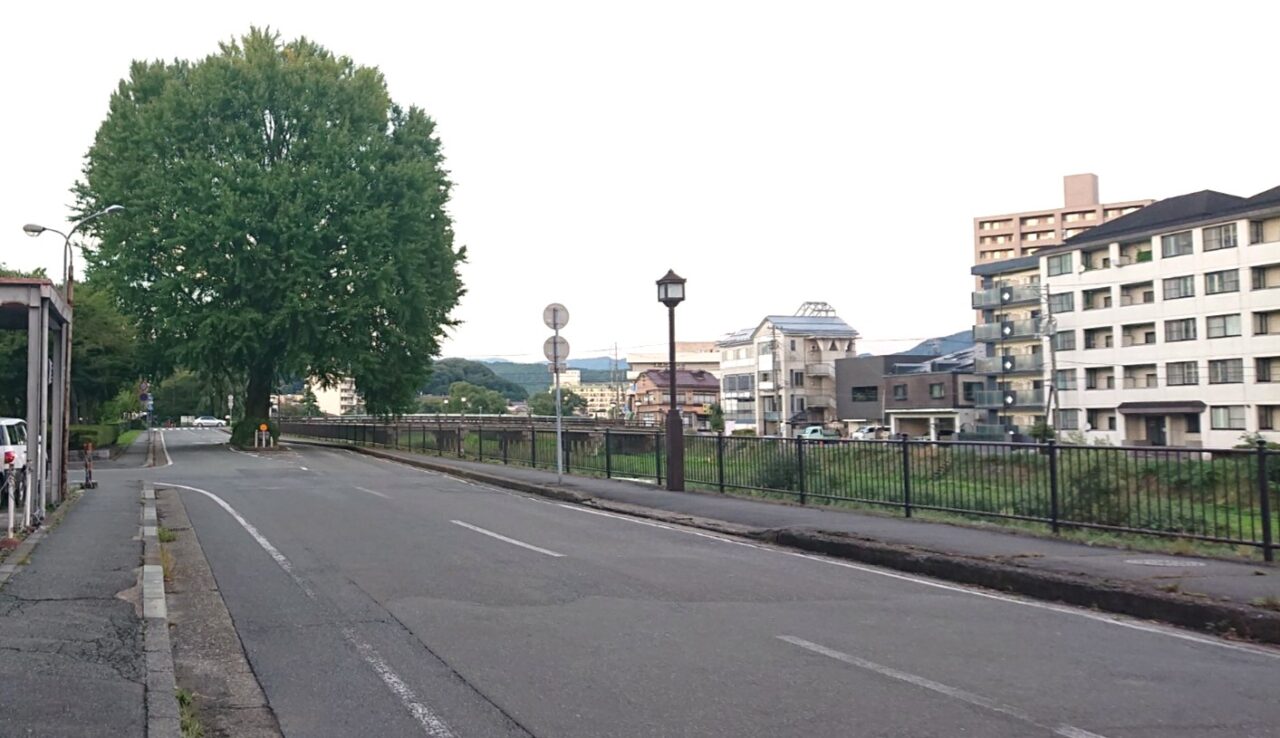 中津川の上の橋付近にある大きなイチョウの木2609
