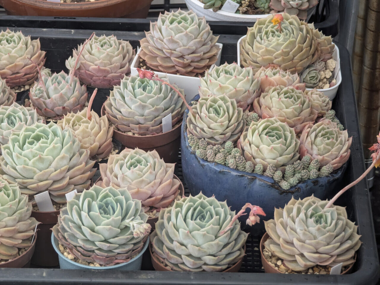 多肉植物即売会のイメージ2610