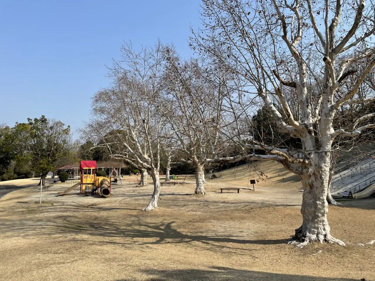 森林公園