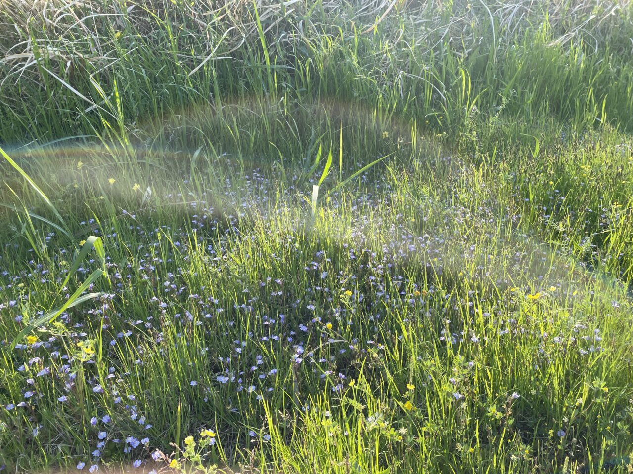 野草