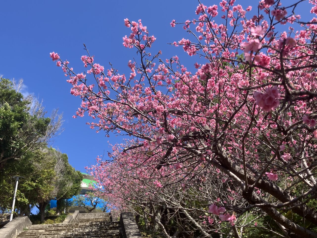 さくら　嘉数高台