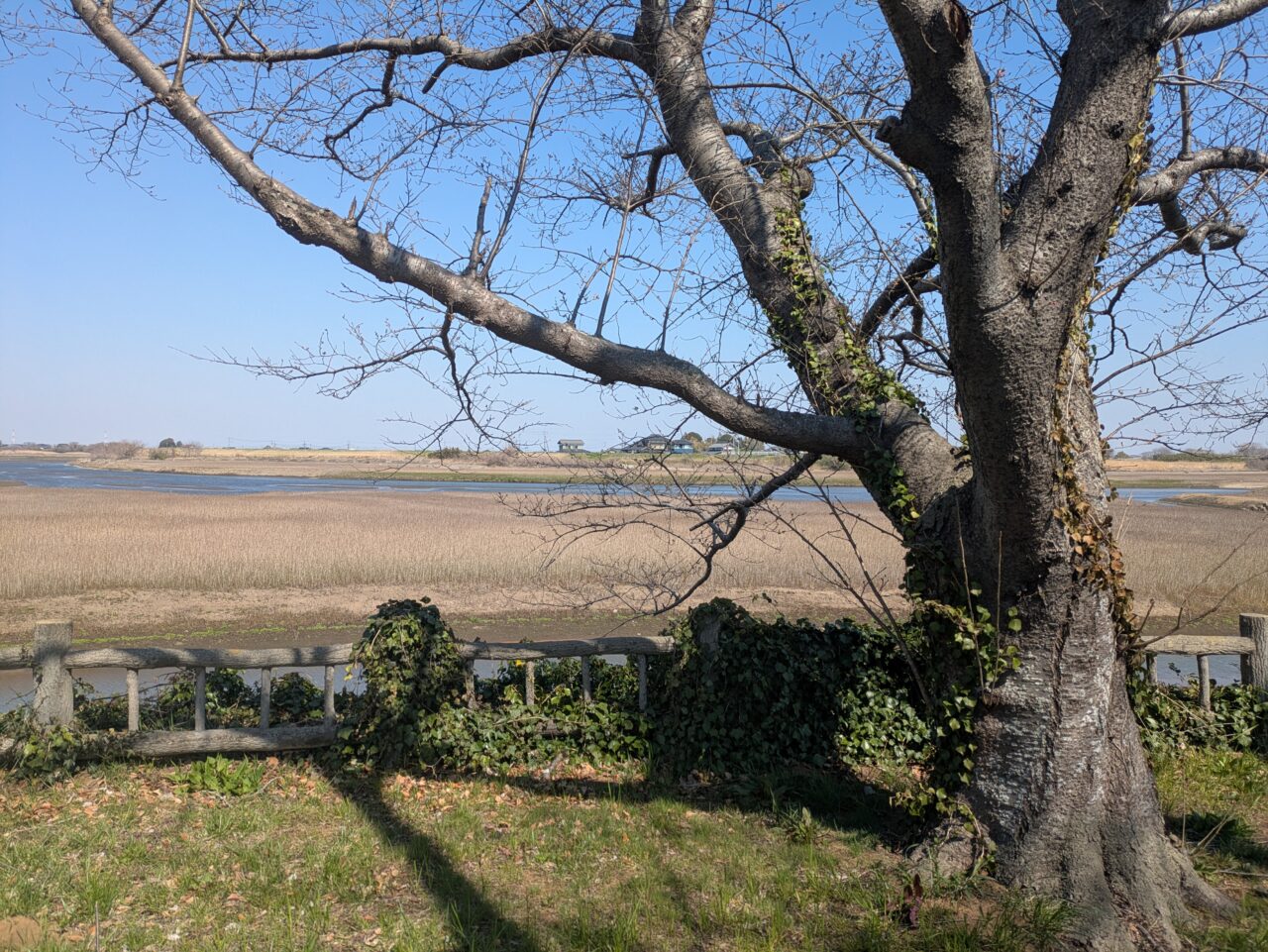 桜と広大な景色が広がる