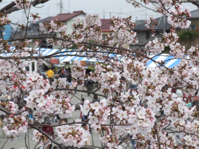 3月28日 蓮田市 第36回商工祭さくらまつり