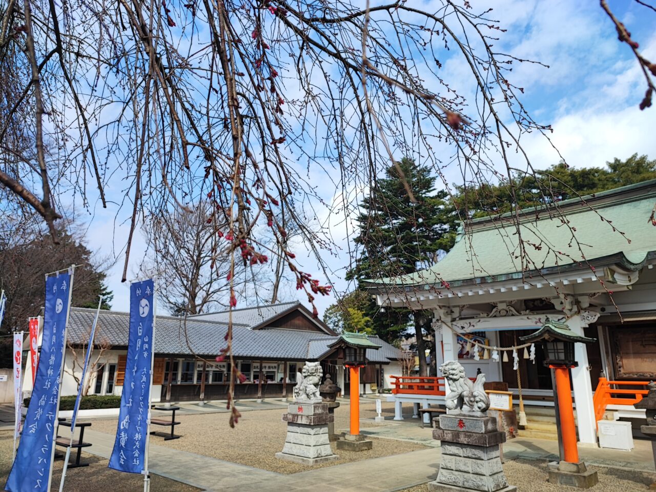白岡市 桜の開花状況