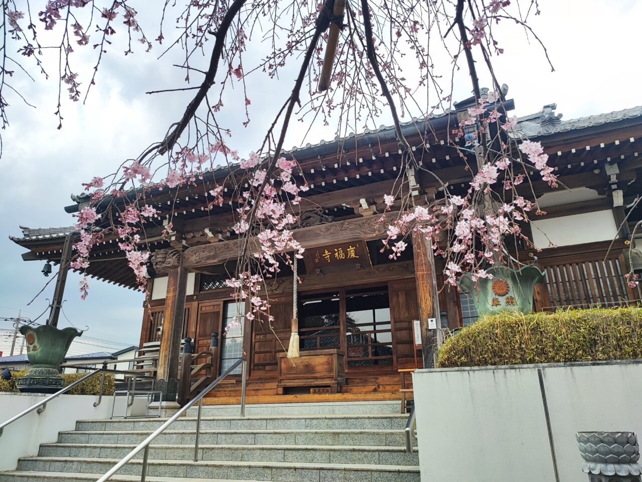 慶福寺の将軍桜