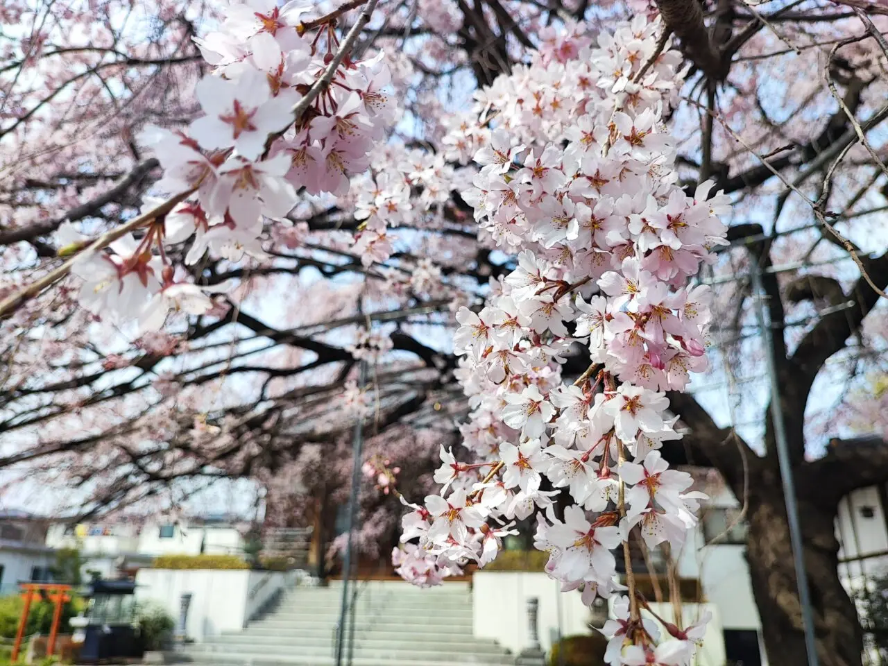 蓮田市慶福寺の「しだれ桜（将軍桜）」