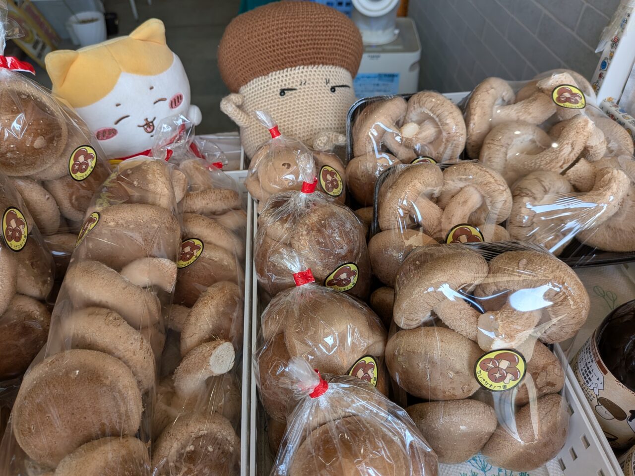 収穫された整った形のしいたけ