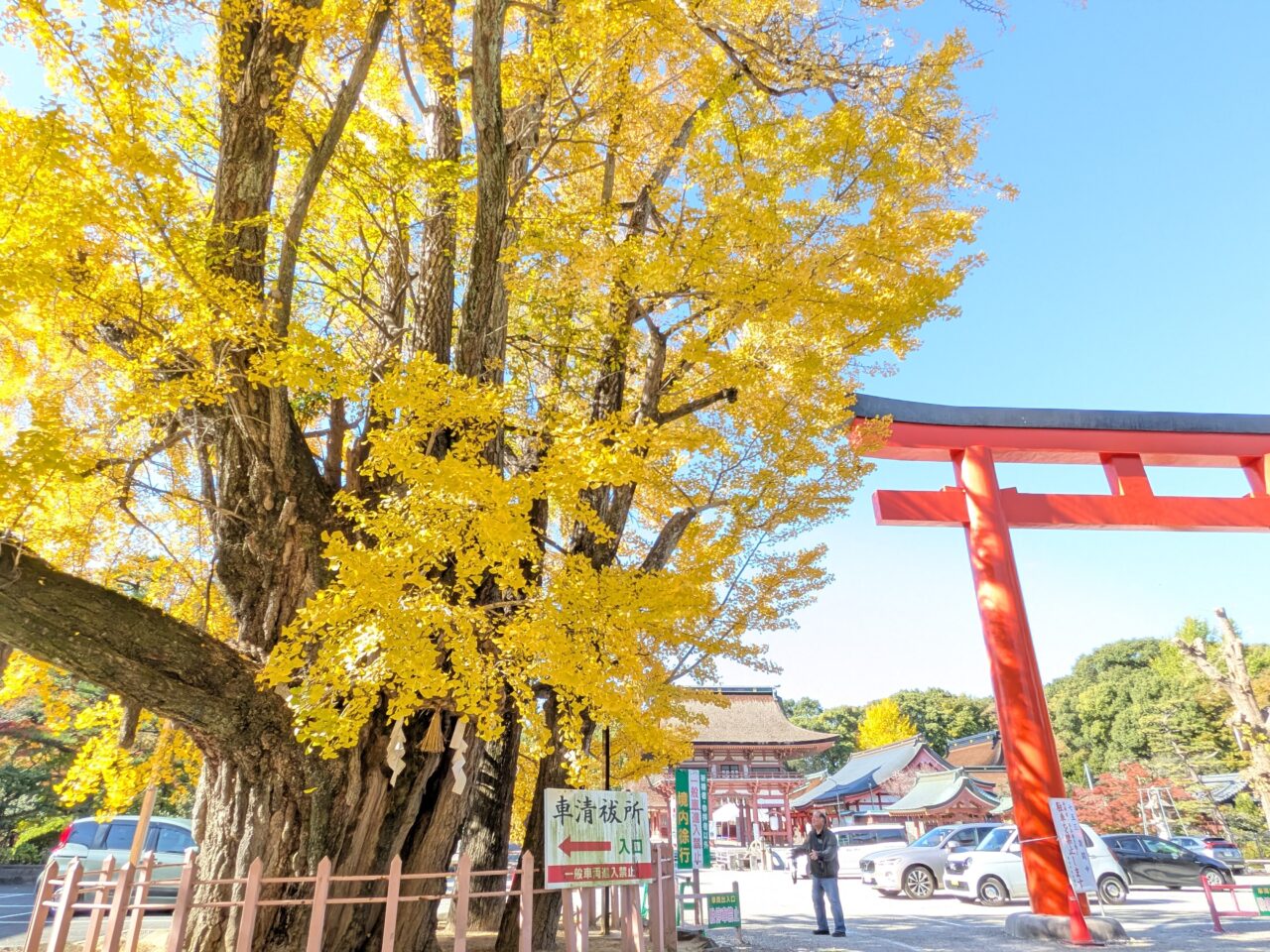 赤鳥居の脇に立つ津島神社のイチョウ