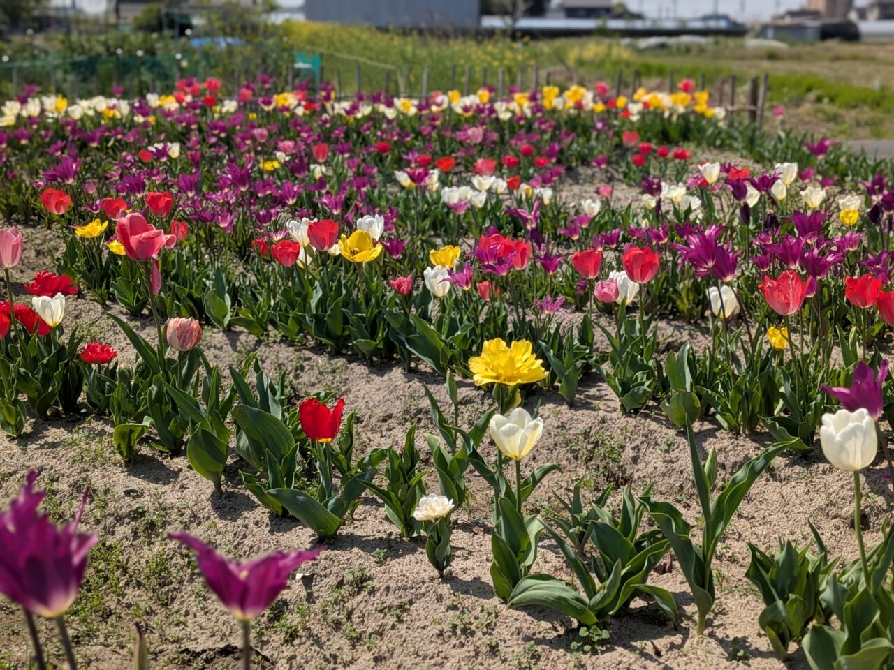 赤、黄、ピンクなど色とりどりに咲き分かれたチューリップの列