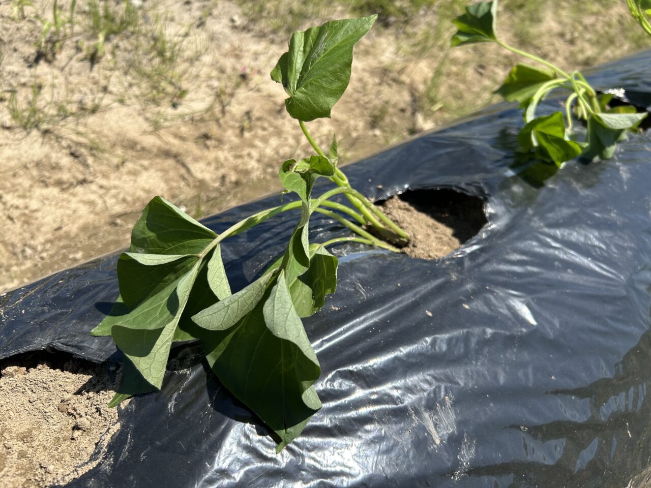 あま市乙之子の畑の土にしっかりと植え付けられて新芽を伸ばすさつまいもの若い苗