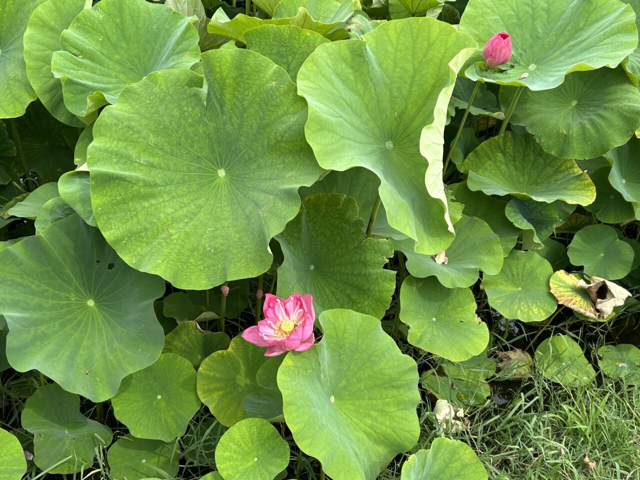 道の駅ふれあいの里HASUパークの花はす田で今シーズン初めて開花した1輪のハスの花
