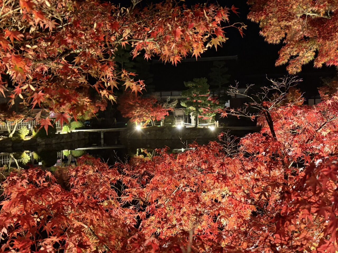 多治見市もみじライトアップ
