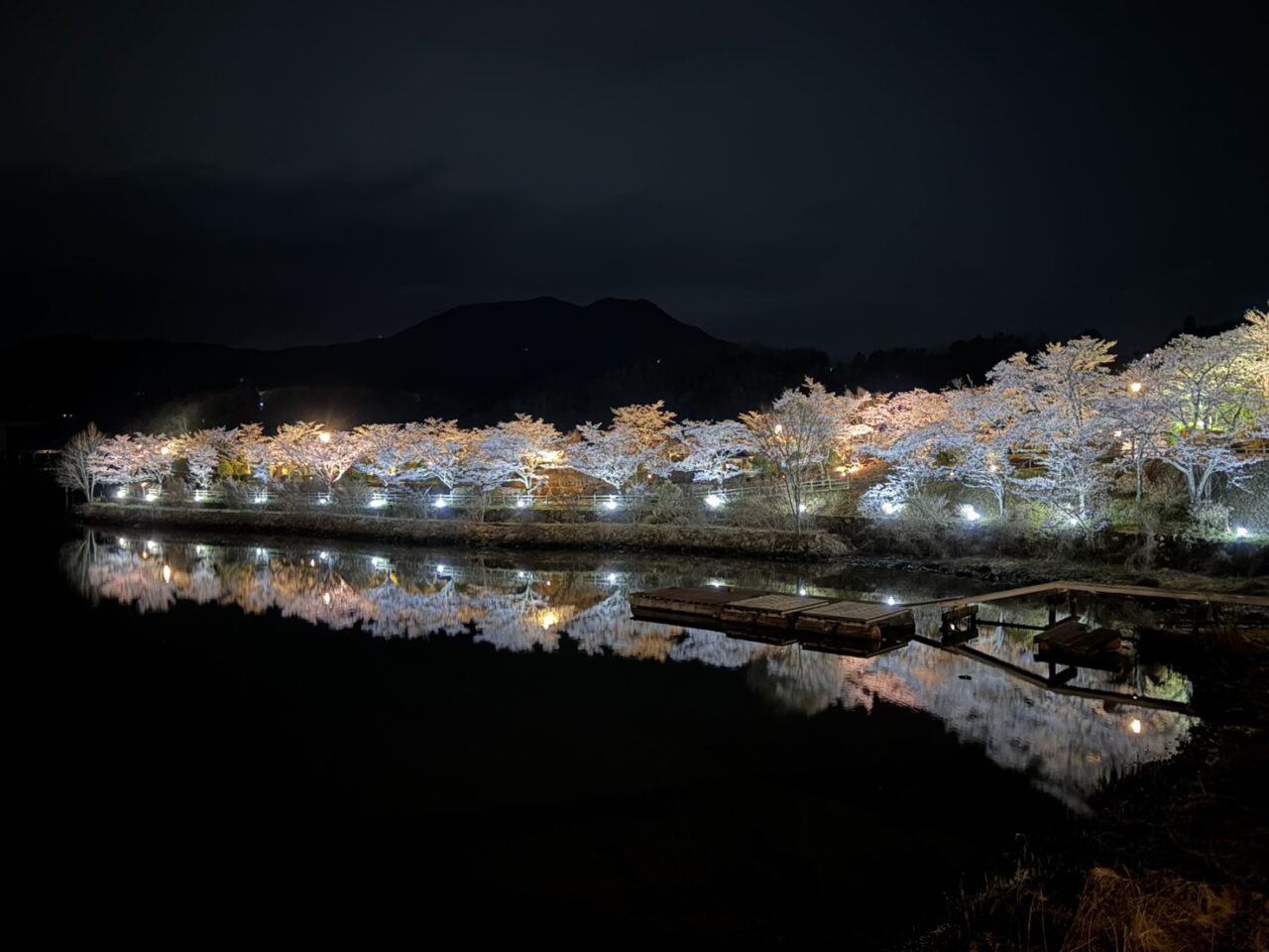 恵那市桜ライトアップ