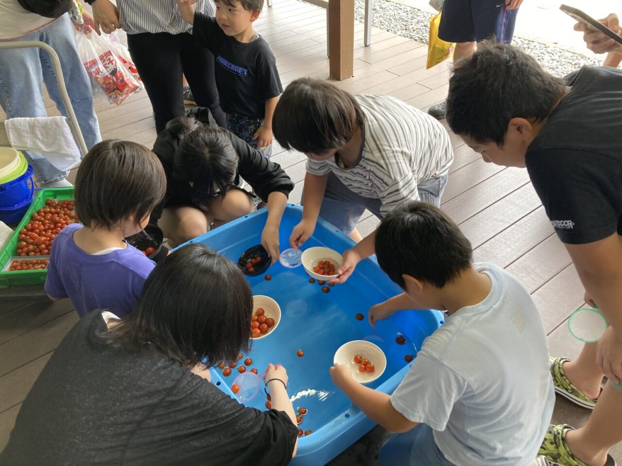 ミニトマトすくい