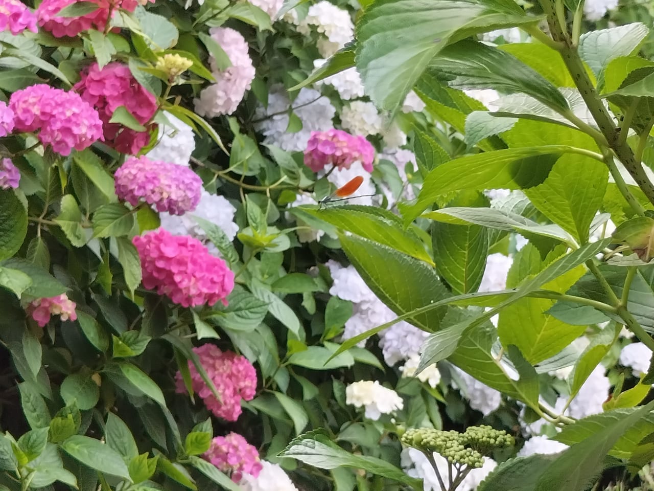 峯さん牧場あじさい園