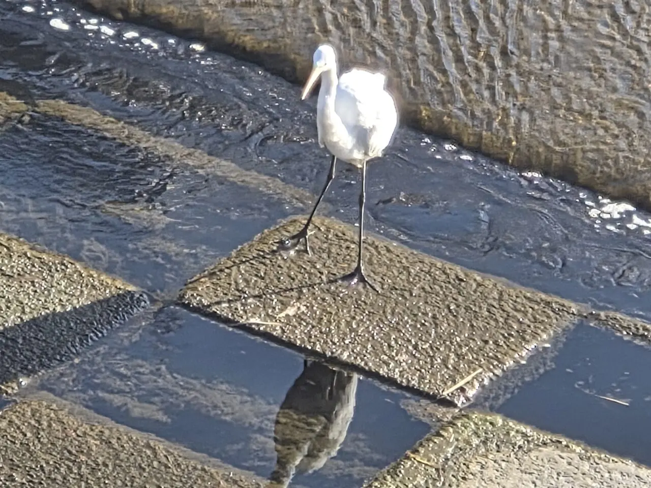 撮影日：1月25日