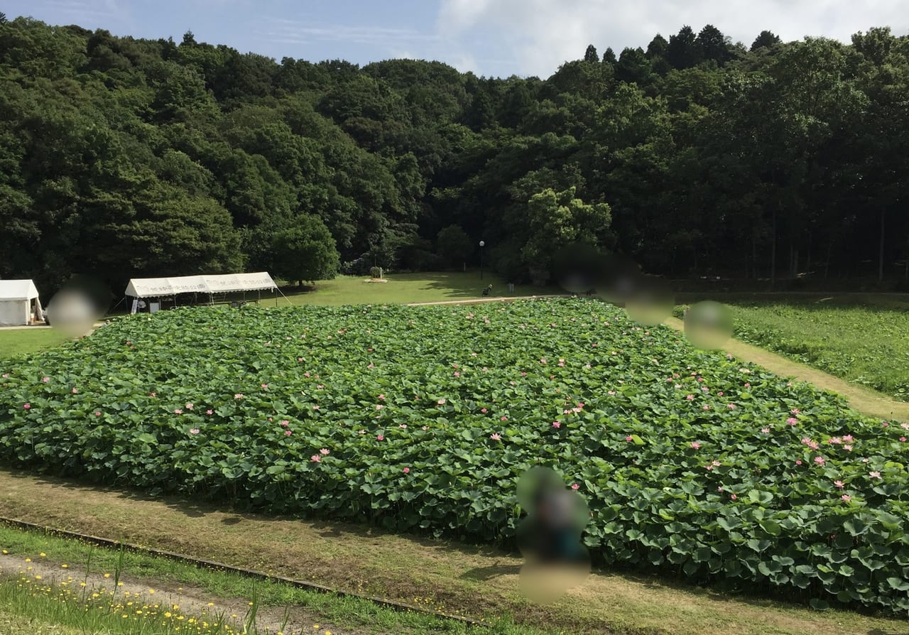 荒神谷古代ハスまつり