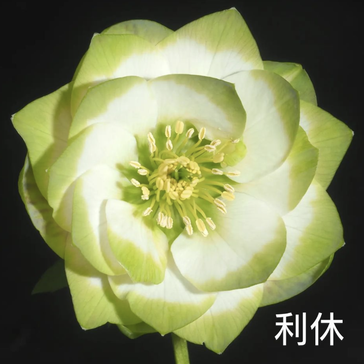 クリスマスローズ