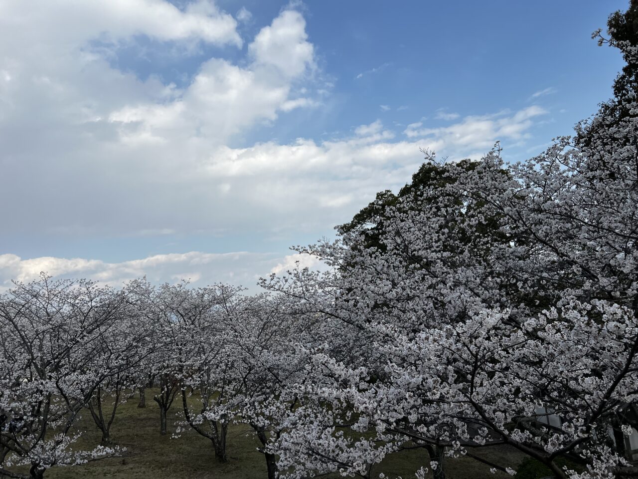円通寺桜