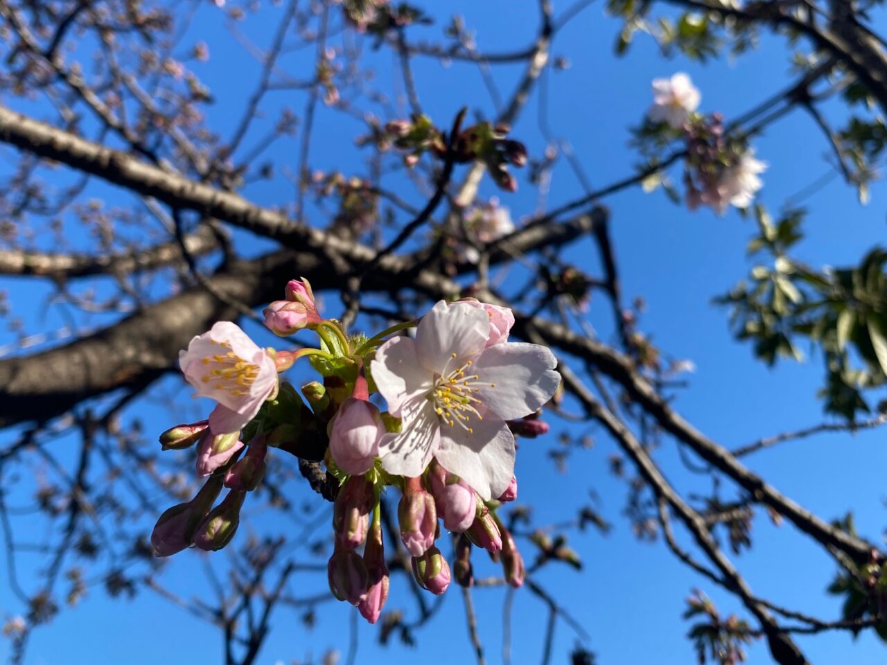 夜桜ライトアップ