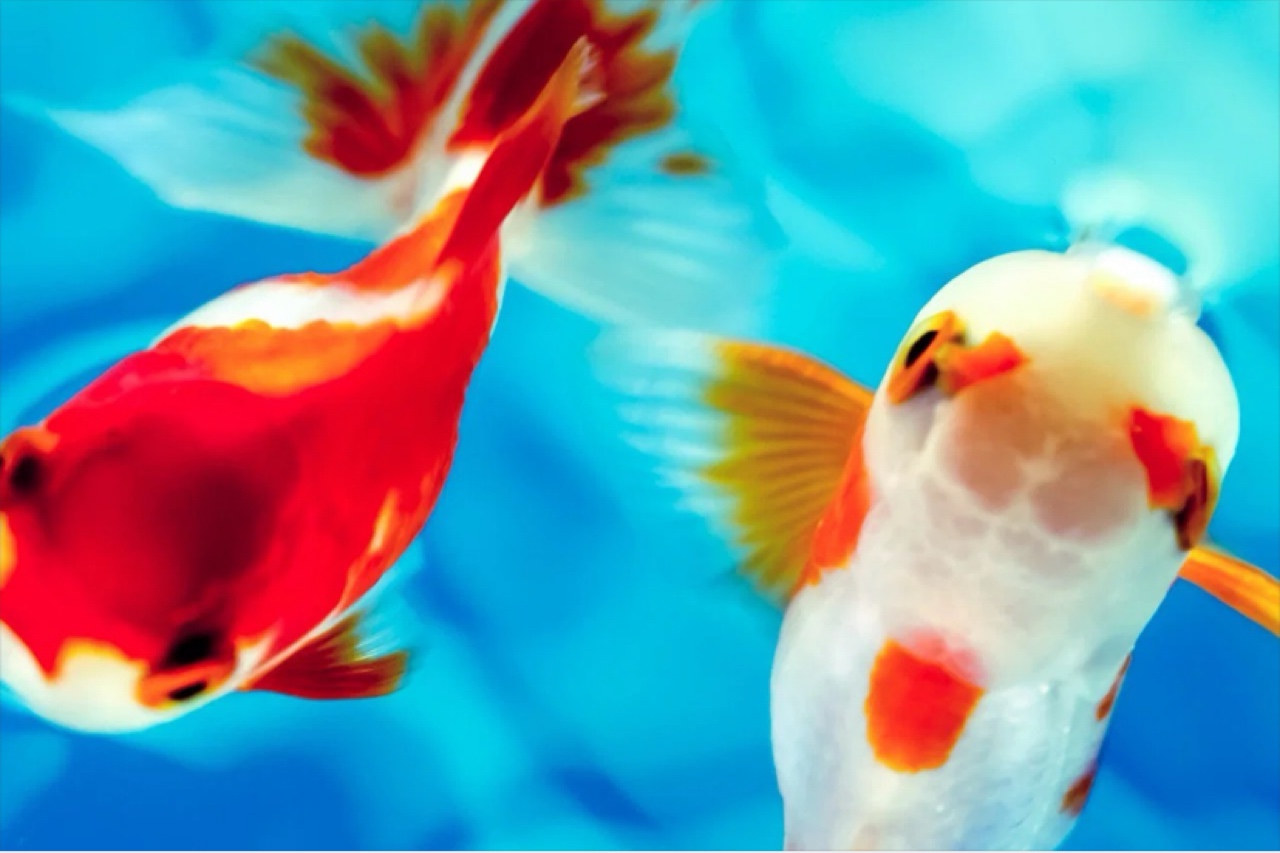 アクアリウム金魚坂
