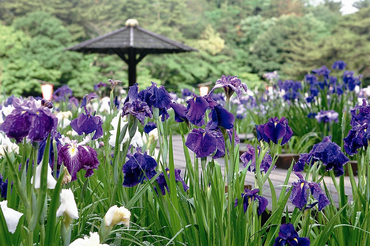 岡崎市東公園 花菖蒲