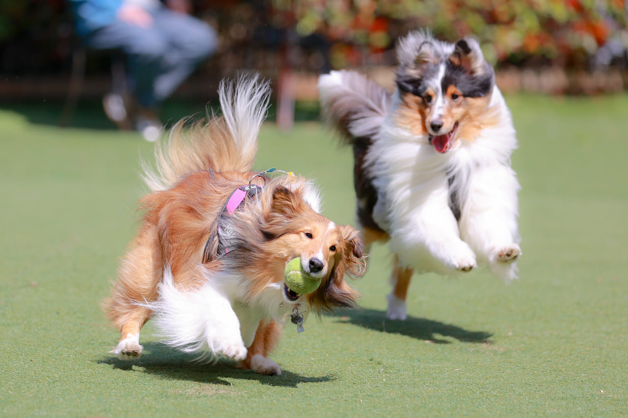 犬市場