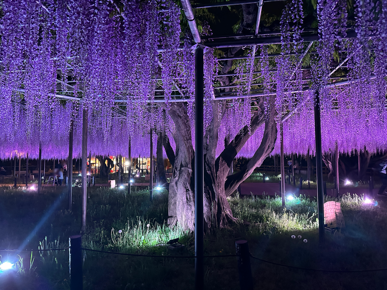 五万石藤まつり