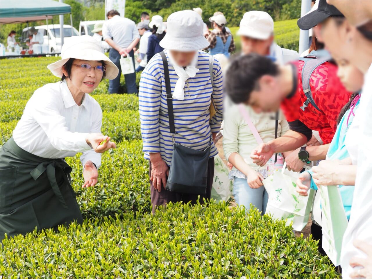 新茶手摘み体験