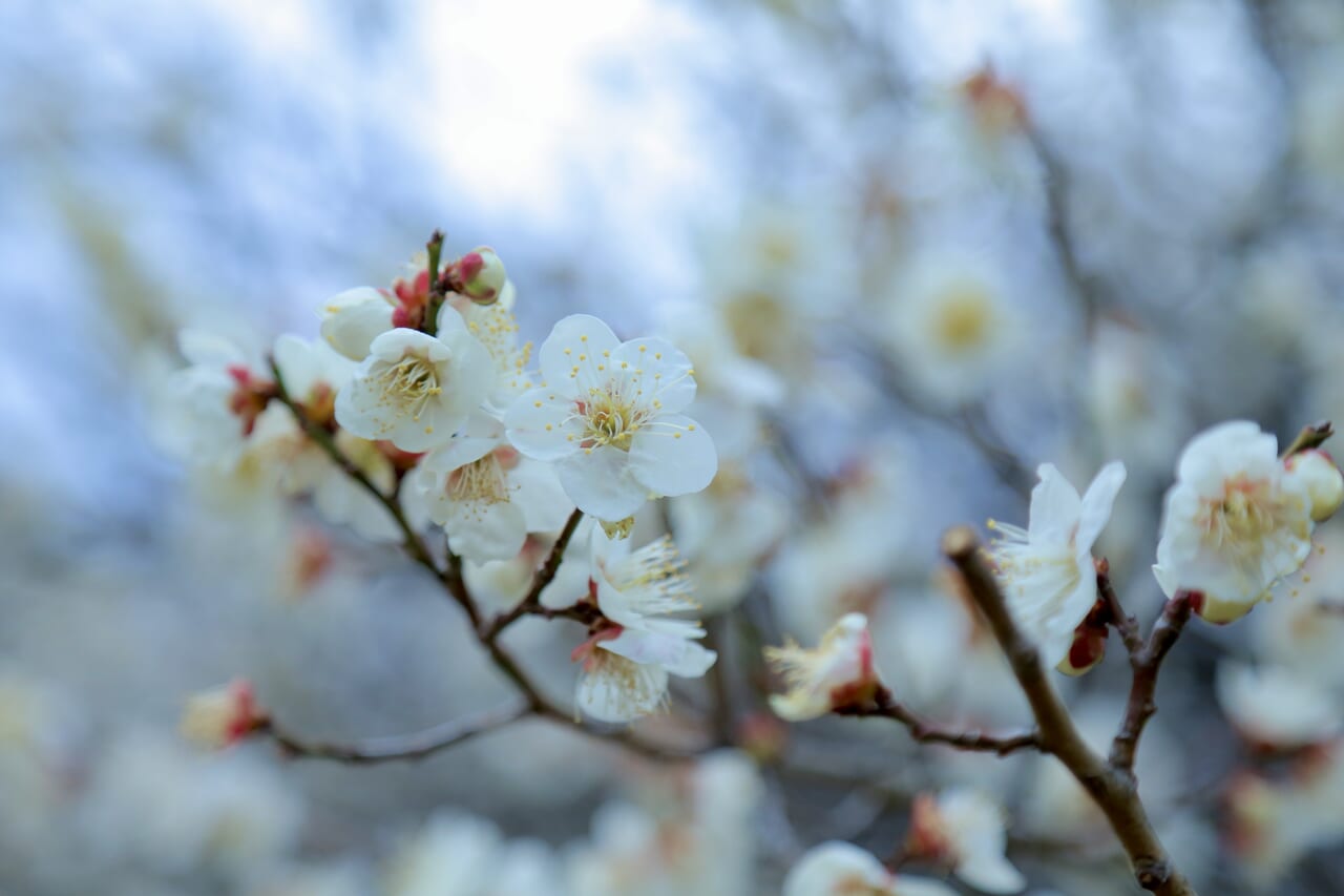 2024年越谷市梅林公園写真3