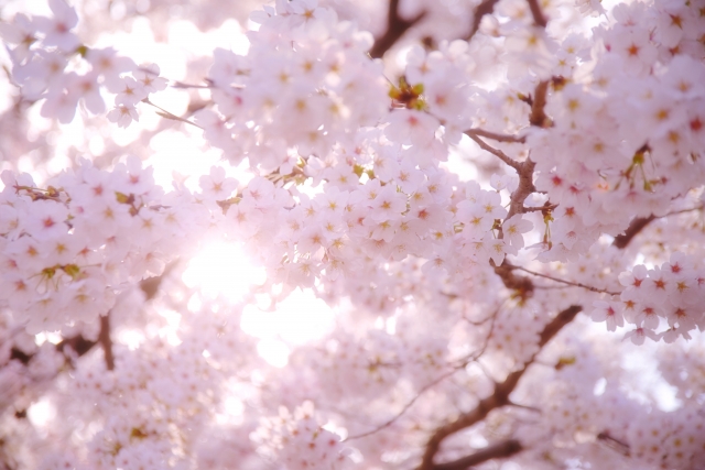 桜