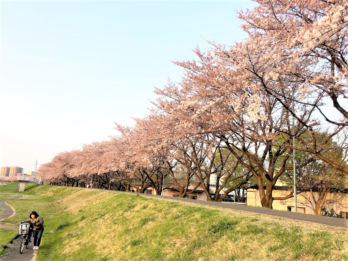 お花見