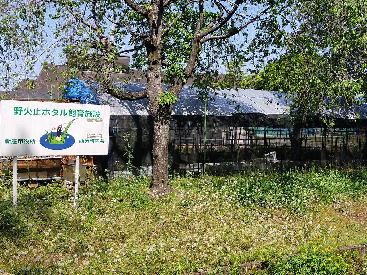 ホタル